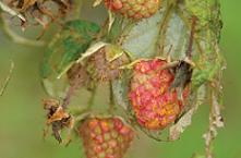 Raspberries infected with raspberry rust